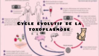 10 mins pour comprendre LE CYCLE ÉVOLUTIF DE LA TOXOPLASMOSE [upl. by Tteraj]