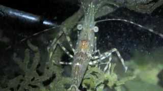 Dock Shrimp Pandalus danae [upl. by Carolle]