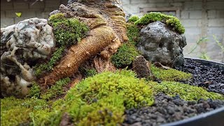 Calliandra Bonsai White Flower on Bunjin Style  Bonsai Kaliandra [upl. by Alliuqahs]