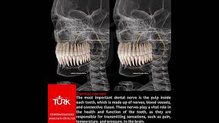Dental nerves [upl. by Hecker549]