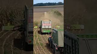 Maishäckseln auf der Insel Usedom Class Fendt u JCB [upl. by Malva]