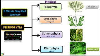 Classification of Pteridophytes with Example  Plant Classification [upl. by Abshier]