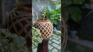 DIFFERENT TYPE OF KOKEDAMA snakeplant asparagus aralia spiderplant singonium moneyplant [upl. by Annayd]