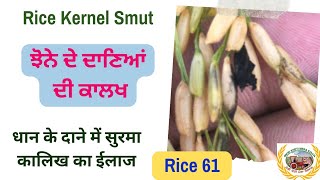 Rice kernel bunt or Smut  ਝੋਨੇ ਦੇ ਦਾਣਿਆਂ ਦੀ ਕਾਲਖ ਜਾਂ ਸੁਰਮਾ ਬਣਨਾ ਕਾਰਨ ਅਤੇ ਇਲਾਜ ਸੰਬੰਧੀ ਜਾਣਦੇ ਹਾਂ [upl. by Roath268]