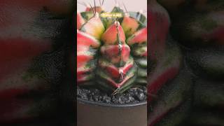 Кактус Гимнокалициум Михановича вариегатный  Cactus Gymnocalycium mihanovichii variegated [upl. by Ylhsa]