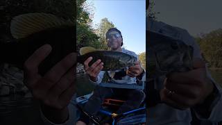 Fall fishn  smallmouth slams the spinnerbait  riverfishing bassfishing [upl. by Barnabe]