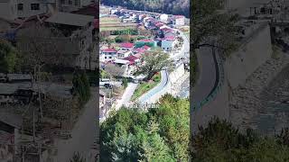 秦岭山下马路上的古树，据说当初修路时工程队无一人敢动，什么来头呢！ [upl. by Marjy]