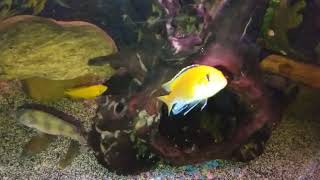 Labidochromis caeroleus aka yellow lab cichlid breeding group 2M4F recently added to my fish tank [upl. by Ycnaffit]