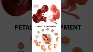 Pregnancy  Early Development  animation 3d short  learn Biology with Aliya [upl. by Butterworth]