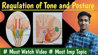 Regulation of tone and posture Decerebrate rigidity Righting reflexPhysiologyin hindiAshish [upl. by Tamah]