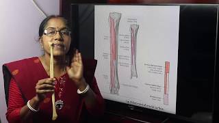 Lecture On Fibula [upl. by Darla]