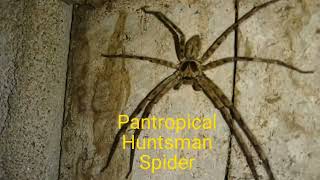 Pantropical Huntsman Spider  Animal World 🕷️ [upl. by Atinomar]