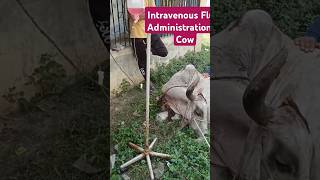 Intravenous Fluid Administration In Cow cow animals shorts [upl. by Mall]