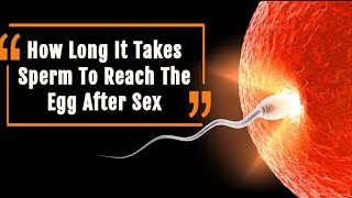 HOW LONG DOES IT TAKE TO SPERM REACH THE EGG  HOW DOES SPERM MEET EGG  PREGNANCY PROCEDURE [upl. by Nirrep]