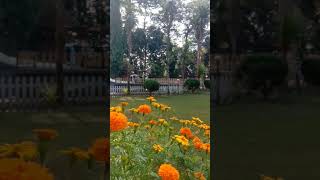 Shrubbery Nightingale Park darjeeling views fypシ゚viral [upl. by Rawden]