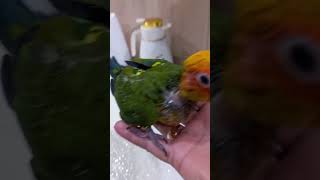 aratinga parrot parrotlover birds papagei попугай papağan parrotfeeding parrots amazing [upl. by Decato424]