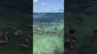 Puerto Morelos pelicans [upl. by Armahs]