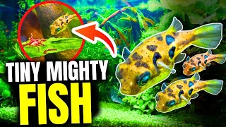 The 10 BEST Pea Puffer Tank Mates [upl. by Theobald]