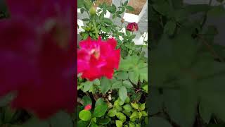 Lovely rose villagelife kerala [upl. by Esirec]