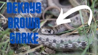 DeKays Brown snakeSnake Facts [upl. by Rooker7]