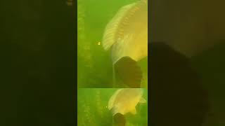 Underwater Carp amp Catfish [upl. by Leinadnhoj]