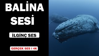 Gerçek Balina Sesleri  Yüksek Kalite  İlginç Balina Sesi Deneyimi  4K [upl. by Uokes]