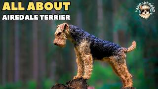 Airedale Terriers The Ultimate Guide to This Incredible Breed [upl. by Hannahs176]