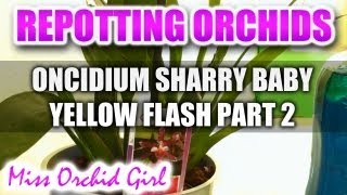 Repotting Orchids  Oncidium Sharry Baby Yellow Flash Part 2 [upl. by Sclater]