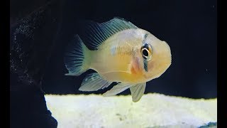 Bolivian Ram Cichlid Eating Sinking Pellets [upl. by Aseyt]