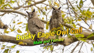 Dusky Eagle Owl Call  Dusky Eagle Owl  Bubo Coromandus [upl. by Mide]