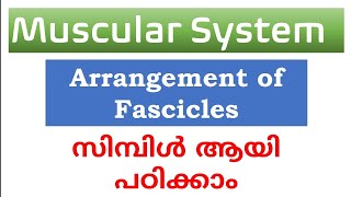 Arrangement of fascicles explained in Malayalamnursesmotive36899 [upl. by Inavihs]