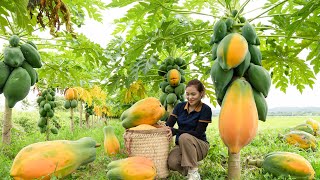 Harvesting Big Papaya Garden  The Biggest And Roundest Papaya Ever Seen Goess to market sell [upl. by Landry]