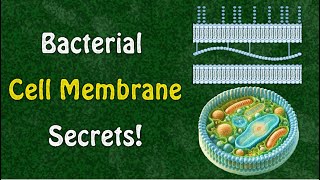 Inside the Bacterial Cell Membrane Vital Functions and Components [upl. by Song]