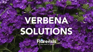 Florensis  Verbena Solutions [upl. by Ahsinnod]