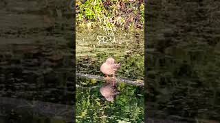 Mallard Morning Yoga mallardduck nature [upl. by Latoniah]