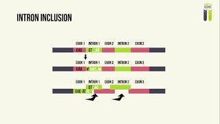 Genetic Mutations  Part 2  Splice Site Mutations [upl. by Benia]