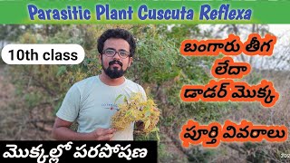 V17 బంగారు తీగ  డాడర్ మొక్క  మొక్కల్లో పర పోషణ parasitic plant  Cuscuta reflexa [upl. by Edith]