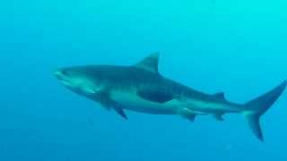 Diving with sharks at Elphinstone [upl. by Malynda]