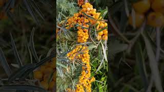 ОБЛЕПИХА Sea Buckthorn Hippophae 4 Shorts [upl. by Mcmillan]