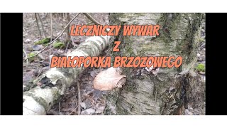 Jak przygotować leczniczy wywar z Białoporka brzozowegoPrzepis [upl. by Baumann]