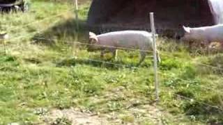 pigs electric fence2 [upl. by Sehcaep919]