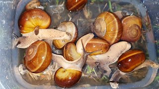 Night Snails In The Grass Of Tropical Area  Land Snails  Grass Snails  Sann Pisetha [upl. by Ziana]