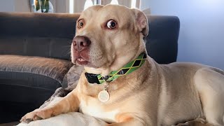 When Your Dog is the Real Stand up Comedian New Funny DOG Videos 2024 [upl. by Noreh606]