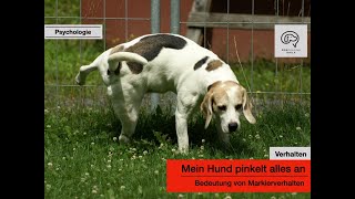 Daily Dogtalking  Mein Hund pinkelt alles an  Markierverhalten [upl. by Eelinnej]