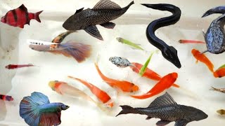 Unbelievable Catching Fancy Axolotls White Carp Ranchu Fish PingPong Pearlscale Goldfish Koi [upl. by Mettah]