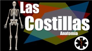 Costillas Anatomia  CUANTAS COSTILLAS tenemos [upl. by Eliga114]