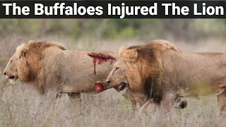 The Buffaloes Injured The Lion amp His Condition is Very Delicate  Kruger National Park South Africa [upl. by Disraeli]