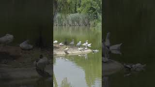 cute geese in the pond goose duck bird animal [upl. by Tychon]