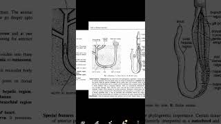 Balanoglossus  BscMsc Zoology practical  shorts viralvideo msczoology [upl. by Drhcir]