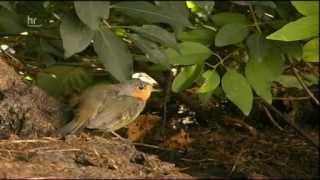 Seltene Tiere in Hessen Perlmuschel Eremit und Eisvogel [upl. by Itisahc308]